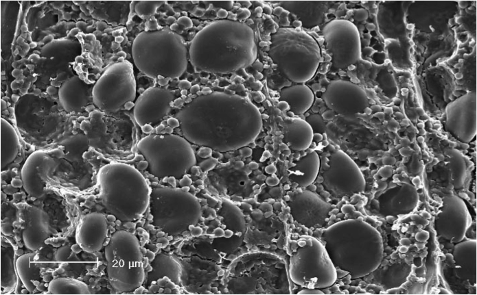 Large and small starch granules
