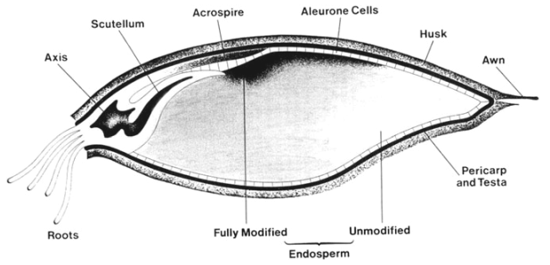 Biological components of germinating barley