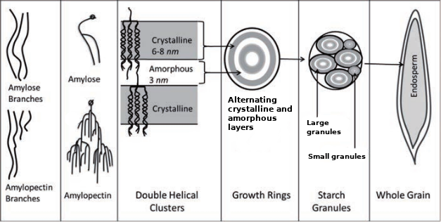 Starch organization in cereal grain