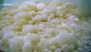 Pellicle on cider