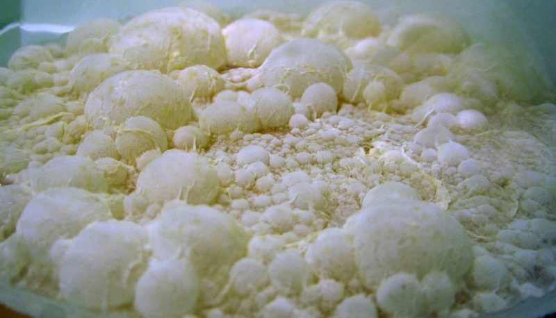 File:Cider-pellicle-resized.jpg