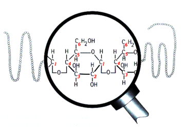 Structure of amylose
