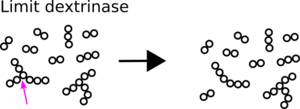 Limit dextrinase degrades starch