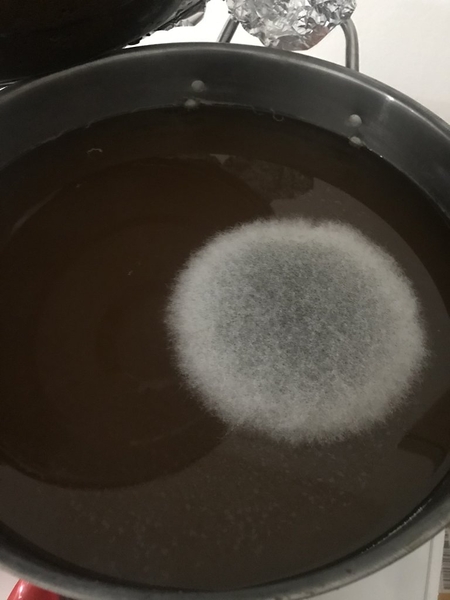 File:Kettle-sour-mold.jpeg