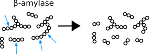 β-amylase degrades starch