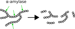 α-amylase degrades starch