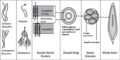 Thumbnail for version as of 02:25, 8 December 2020