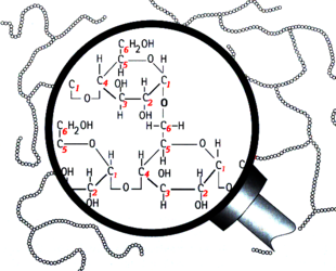 Branching in the structure of amylopectin